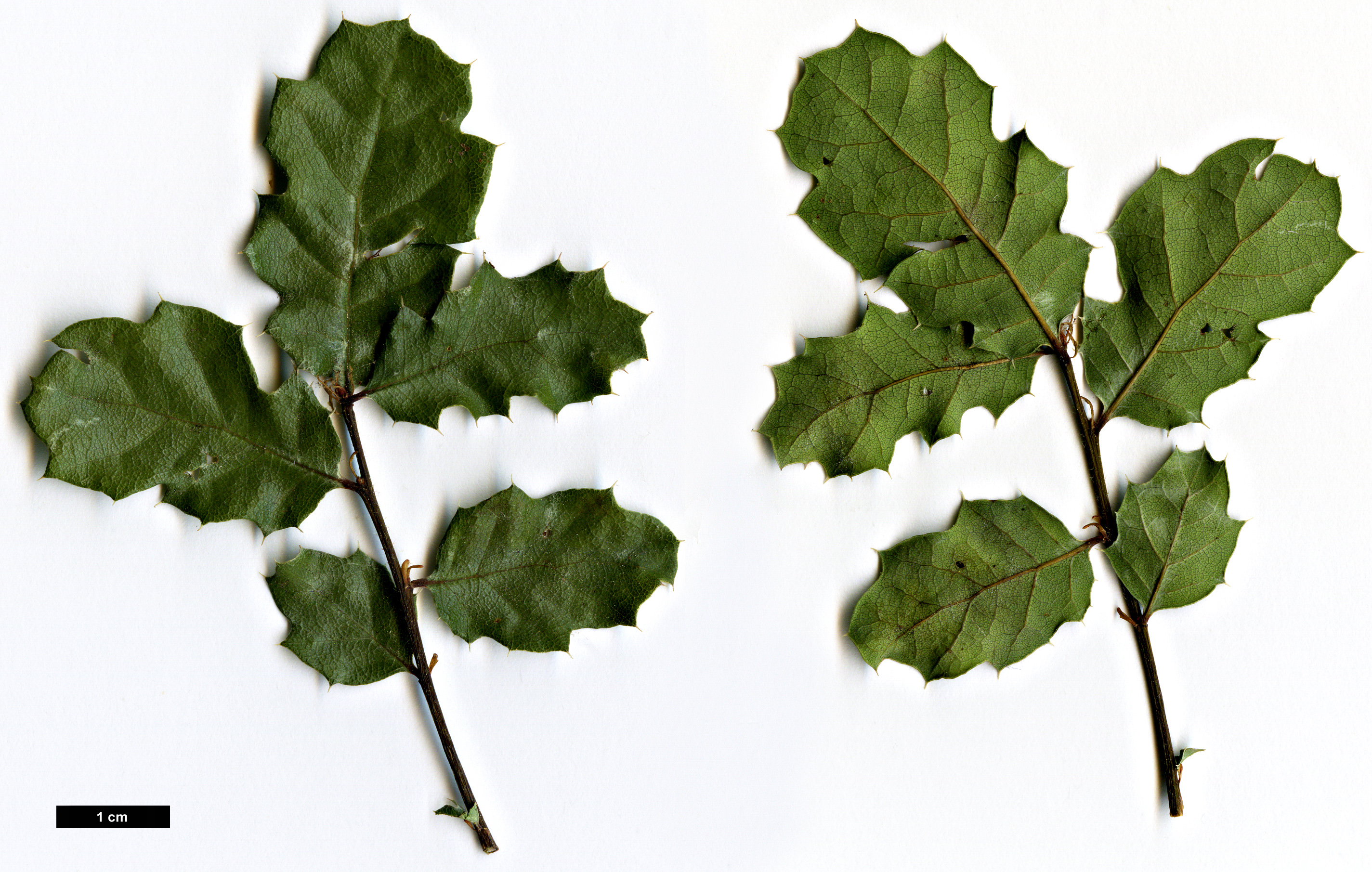 High resolution image: Family: Fagaceae - Genus: Quercus - Taxon: durata - SpeciesSub: var. gabrielensis